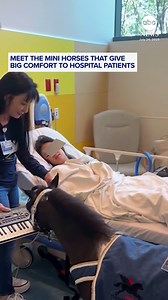 A nonprofit in Southern California is spreading joy with therapy-certified mini horses. ABC News' Danny New learns more about Mini Therapy Horses and how they're helping patients who need comforting — or anyone who needs an adorable distraction. https://abcnews.visitlink.me/ddACsN | ABC News