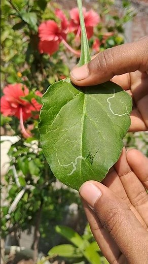 “Leaves par white lines kyu aati hai? 😳🌿”
