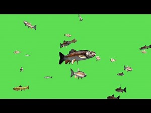 Fish Swim Green Screen Video - 3D Animation