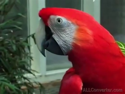 Cedarmont Kids (with Production Notes Commentary) by Gavin Nyenhuis - Dailymotion