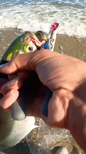 Catch & Release Surf Fishing for Bluefish #bluefish #surfcasting #bluefishing #fishingshorts #blues