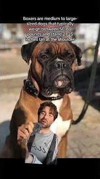 Dog Breed SPOTLIGHT - THE BOXER #boxer #history #dogbreed #STEM #educational #germany #munich #dogs