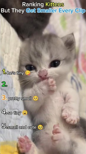 Ranking Kittens But They Get Smaller Every Clip#kitten #catshorts #cutecat #ranking #fypシ #shorts