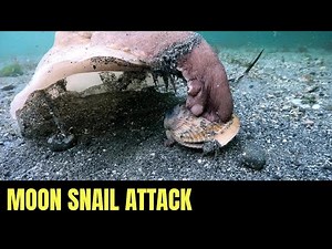 Moon Snail Hunts And Kills Cockle 2 | Salish Sea Marine Wildlife