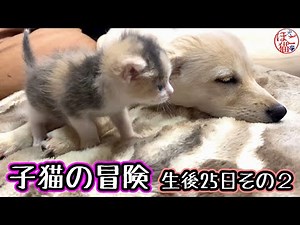 【子犬 保護犬 子猫】子犬と子猫 生後25日その2 子猫の冒険