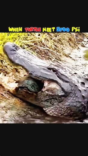 WHEN SPEED MEETS 3700 PSI 😳 #turtle #crocodile #3700psi #trendingshorts #viralshort #viral #shorts