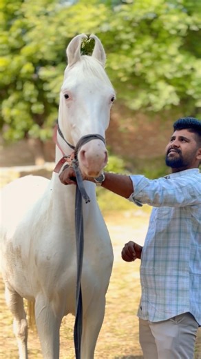 Beautiful fully Father by ￼ stallion Maharaja❤️#viral #atitudestatus #panjabi #punjabhorsedance