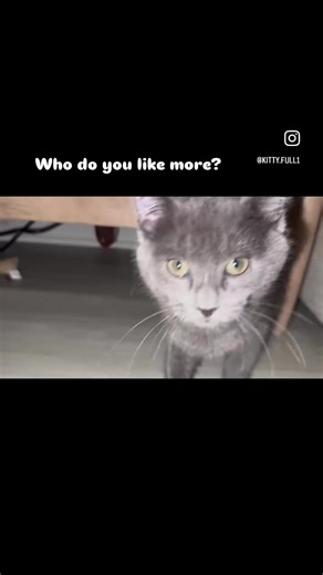 He loves his lil friend #bengal #russian blue #likeforlike #designerKitties #viral