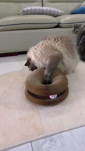 SENCONE Organlada Cat Scratcher Cardboard with Bell-Ball, Foldable Slinky Cat Scratch Pad, A Magic Organ Cat Butler Toy for Cat Scratching, 1pcs