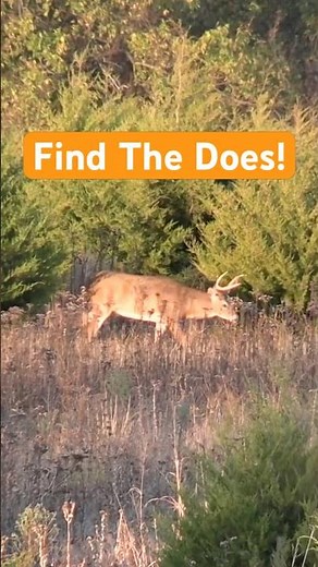 Find The Does And You’ll Find The Bucks! #whitetailrut