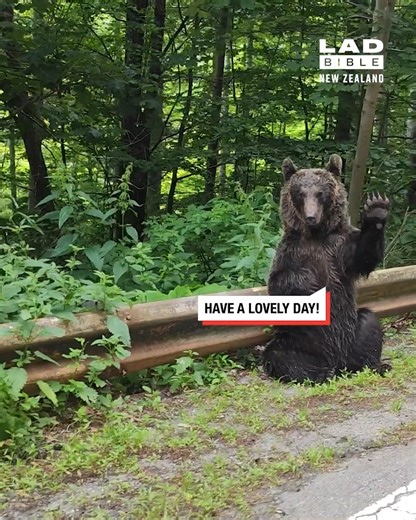 Just a bear waving hello 🐻👋 | LADbible New Zealand