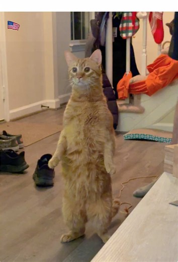 Cat Evolution:human behavior unlocked😼🧐#fyp #funny#pets #cute #catsoftiktok#foryou#cats#catlover #funnycats#usa🇺🇸