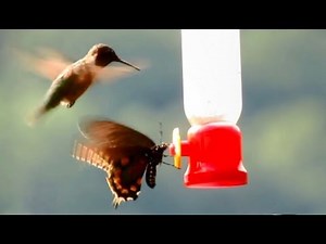 Hummingbirds Versus Bold Butterfly!
