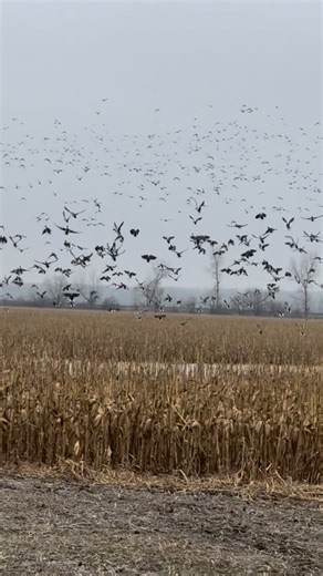 Tony Vandemore on Instagram: "Hate to see you go, but love to watch you leave! #ducks #theend #over #teamoutdoors"