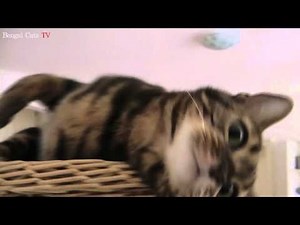 Manjula miaut in einer Tour