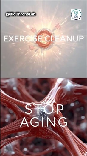 The Exercise-Autophagy Synergy