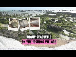 Giant seashells were discovered in a fishing village after a strong gust of wind