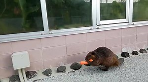 To license this content click here and use “RM1” code at checkout https://www.jukinmedia.com/licensing/view/1099868 | Jukin Copyright Management