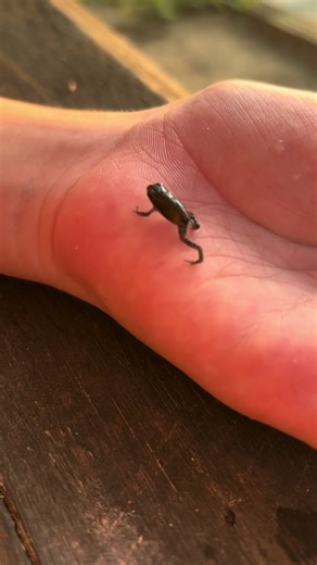 #fypppppppp #blowthisup #viral #smallest little frog ever and cutest #he is so small