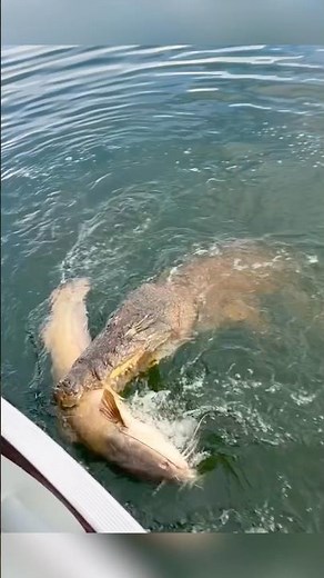 A Croc Almost Took My Hand! 🐊 #fishing #crocodile 🎥 IG:@michaelbenade.fishing