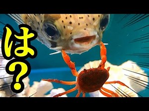 What happens if you feed a porcupine fish a crab?!