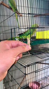 104K views · 555 reactions | Fresh feed for green parrot | Birds Lover | Facebook
