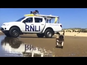 Pug running in slow motion is ready for lifeguard duty