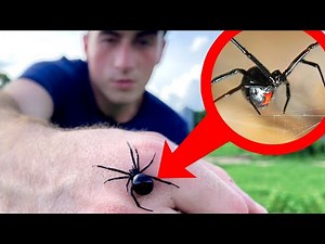I Held a DEADLY Widow Spider to Prove THIS (Ft. Life’s Wild Adventures)