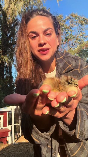 Creative Names for Baby Chickens