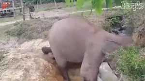 Elephant Rescues Elephant