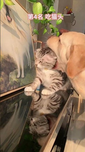 猫狗大战TOP11 嫉妒使狗面目全非啊…#cat #dog #funny #catshorts #cuteanimals