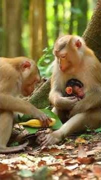 #wildlife #animalfamily #monkeys #newborn