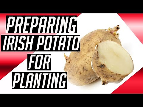 How to prepare Irish Potato for planting | Watch before you plant another Irish Potato