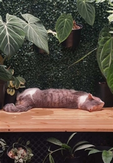 Exploring the Beauty of Anthurium Varieties