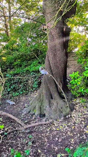 🎵🎶 Cute squirrels climbing 🪜
