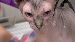 692K views · 27K reactions | Slippery Alien gets me with her murder mittens | Girl With The Dogs | Facebook