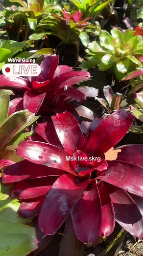 BromeliadsBoutique on TikTok