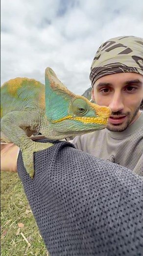 The biggest chameleon in the world!! 🦎🌍