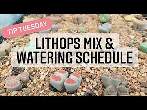 Lithops Mix & Watering Schedule