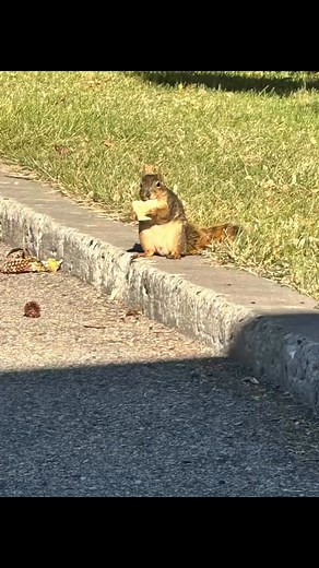 Love these guys at work there so cute | Michelle Federle Roberts | Facebook