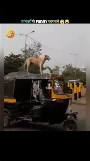Animals Funny Moments 😱😂