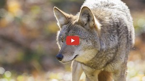 6 huge mistakes to avoid in coyote trapping - Carolina Sportsman