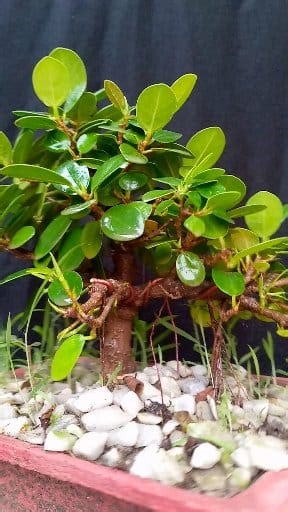ficus microcarpa bonusai tree #bonsaitips #bonsaitree #bonsailovers #bonsaiart #bonsai #plants #ficusbonsai #reelsviralシ #reelsfbシ #reelsviralシfb | Trees Bonsai Perfect