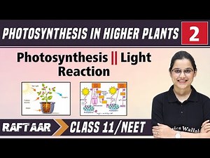 Photosynthesis in Higher Plants 02 || Photosynthesis || Light Reaction || Class11/NEET