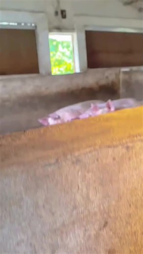 Funny Pig #funny #animals #pig #fyp #pigsoftiktok