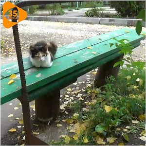 23K views · 1.6K reactions | After Being Abandoned, The Old Calico Cat Sat On The Old Chair And Cried A Lot . | Pets Life | Facebook