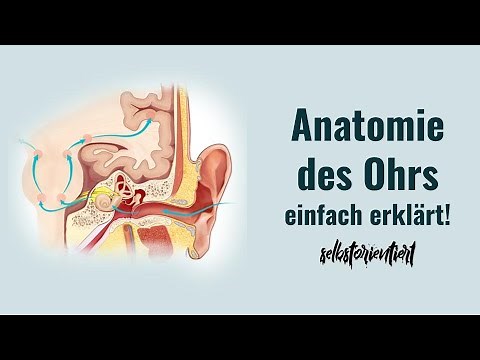 Anatomie des Ohrs einfach erklärt! - Ohrmuschel | Äußerer Gehörgang | Helix | Tragus | Außen Latein