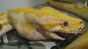 Behind the scenes of feeding time as hungry snakes devour chicken during wildlife care
