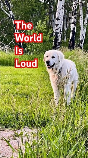 From A Dog’s View The World Is Loud. 🌎 #understandingchangeseverything #fitzyourdog