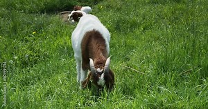Chèvre Boer, race caprine Sud-africaine broutant de l'herbe devant ses petites chevrettes couchées dans l'herbe Stock Video